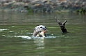 Giant Otter01-01